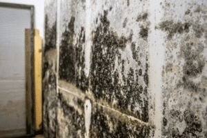 woodbury mold removal